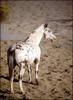 Appaloosa Horse (Equus caballus)