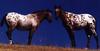 Appaloosa Horses (Equus caballus)