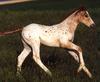 Appaloosa Horse (Equus caballus)