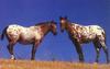 Appaloosa Horses (Equus caballus)