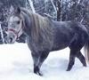 Arabian Horse (Equus caballus)