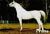 Arabian Horse (Equus caballus)