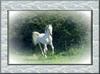 Arabian Horse (Equus caballus)