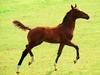 Bay Horse (Equus caballus)