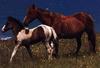 Bay Horses (Equus caballus)