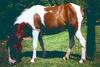 Bay Horse (Equus caballus)