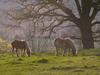 Belgian Horses (Equus caballus)
