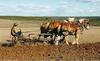 Belgian Draft Horses (Equus caballus)