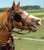 Belgian Horse (Equus caballus)