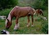 Belgian Horses (Equus caballus)