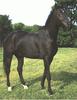 Black Horse (Equus caballus)