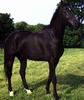 Black Horse (Equus caballus)