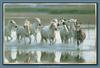 Horse breed - Camargue (Equus caballus)