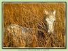 Horse breed - Camargue (Equus caballus)