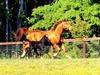 Chestnut Mare and Black Foal at Canter (Equus caballus)