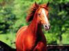 Chestnut Horse (Equus caballus)