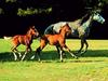 Chestnut Horse (Equus caballus)