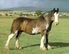 Clydesdale Horse (Equus caballus)