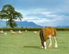 Clydesdale Horse (Equus caballus)