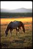Dapplegray Horse (Equus caballus)