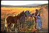 Dapplegray Horse (Equus caballus)