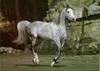 Dapplegray Horse (Equus caballus)