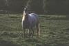 Dapplegray Horse (Equus caballus)