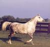 Dapplegray Horse (Equus caballus)