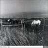 Dapplegray Horse (Equus caballus)