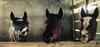 Horse - foals (Equus caballus)