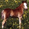 Horse - foal (Equus caballus)