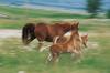 Horse - foal (Equus caballus)