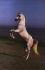 Horse (Equus caballus)