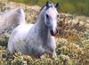 Horses (Equus caballus)