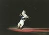 Horse breed - Lipizzan (Equus caballus)