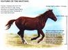 Horse breed - Mustang (Equus caballus)
