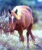 Horse breed - Mustang (Equus caballus)