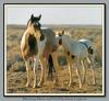 Horse breed - Mustang (Equus caballus)