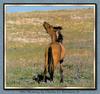 Horse breed - Mustang (Equus caballus)