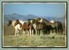 Horse breed - Mustang (Equus caballus)