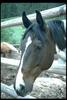 Horse breed - Paint Horse (Equus caballus)
