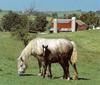 Horse breed - Percheron (Equus caballus)