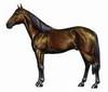 Horse breed - Standardbred (Equus caballus)