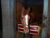 Horse breed - Thoroughbred (Equus caballus)