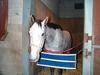 Horse breed - Thoroughbred (Equus caballus)