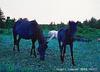 Horse breed - Cheju (Equus caballus)