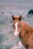 Horse breed - Pony (Equus caballus)