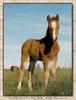 Horse breed - New Forest Pony (Equus caballus)