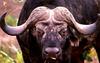 African Buffalo (Syncerus caffer)