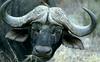 African Buffalo (Syncerus caffer)